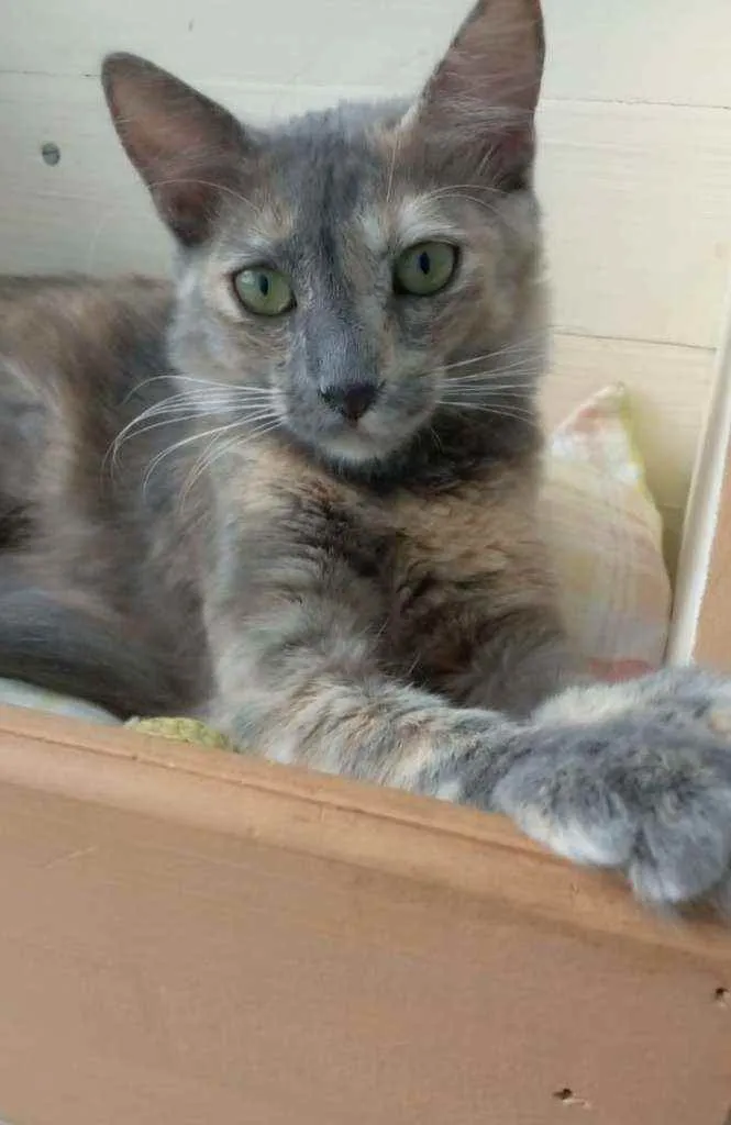 Gato ra a srd tricolor idade 2 a 6 meses nome SUZY 2