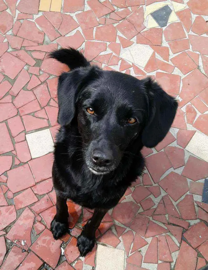 Cachorro ra a SRD idade 4 anos nome Queijinha