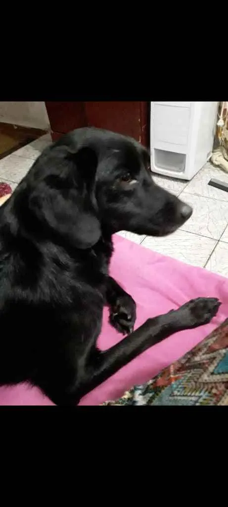 Cachorro ra a SRD idade 4 anos nome Queijinha