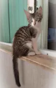 Paco
