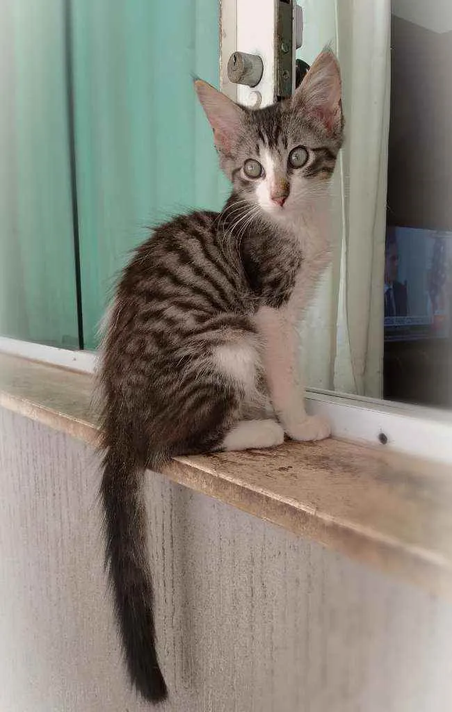 Gato ra a srd idade 2 a 6 meses nome Paco