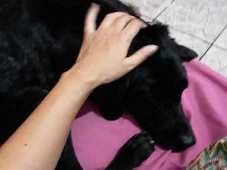 Cachorro ra a SRD idade 4 anos nome Queijinha