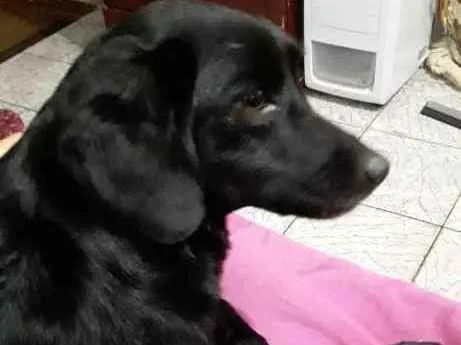 Cachorro ra a SRD idade 4 anos nome Queijinha