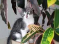 Paco