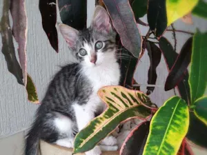 Gato raça srd idade 2 a 6 meses nome Paco