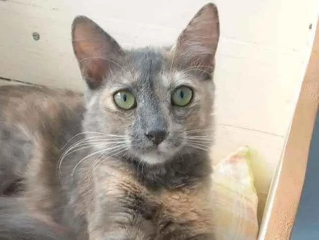 Gato ra a srd tricolor idade 2 a 6 meses nome SUZY 2