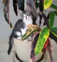 Paco