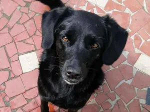 Cachorro raça SRD idade 4 anos nome Queijinha