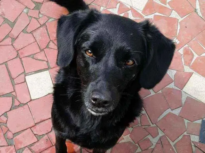 Cachorro ra a SRD idade 4 anos nome Queijinha