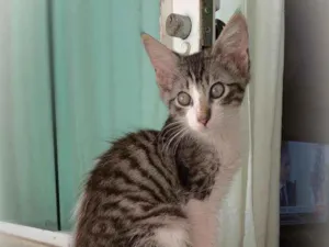 Gato raça srd idade 2 a 6 meses nome Paco