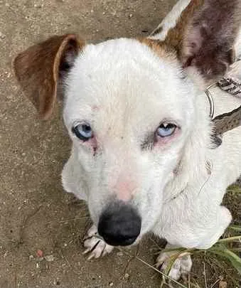 Cachorro ra a  idade 1 ano nome Não sei 