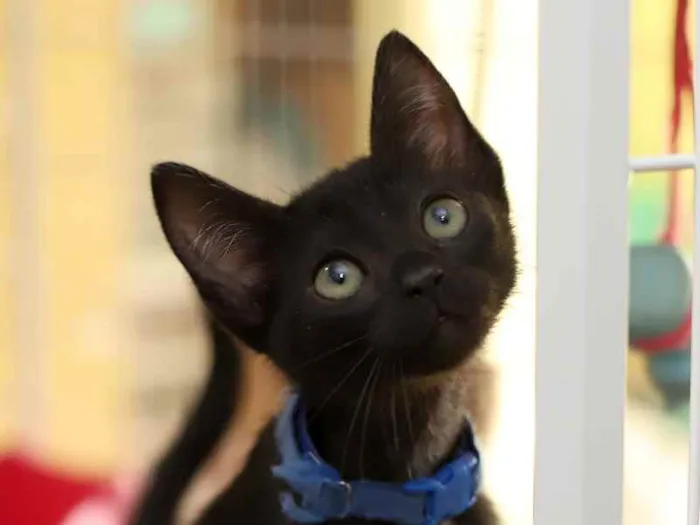 Gato raça SRD idade 2 a 6 meses nome Queenie 