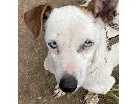 Cachorro ra a  idade 1 ano nome Não sei 