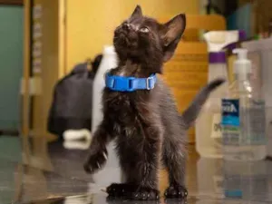 Gato raça SRD idade 2 a 6 meses nome Queenie 
