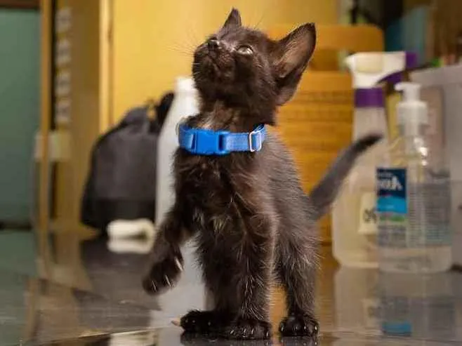 Gato raça SRD idade 2 a 6 meses nome Queenie 