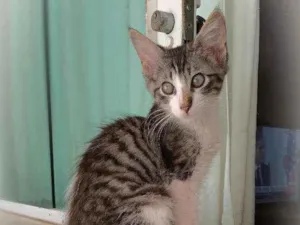 Gato raça srd idade 2 a 6 meses nome Paco