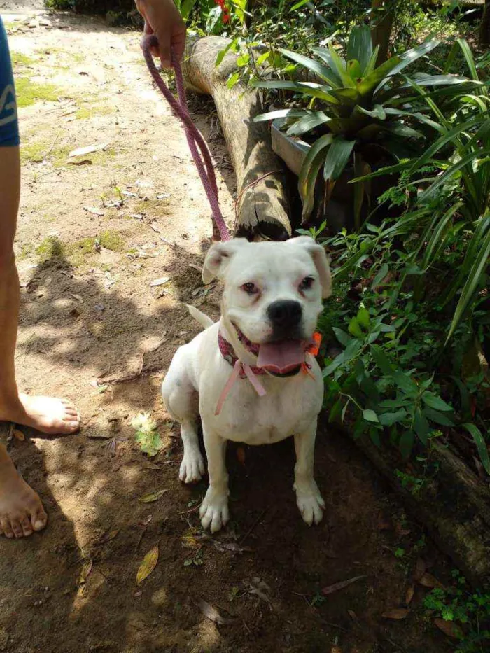 Cachorro ra a Boxer  idade 1 ano nome Frida