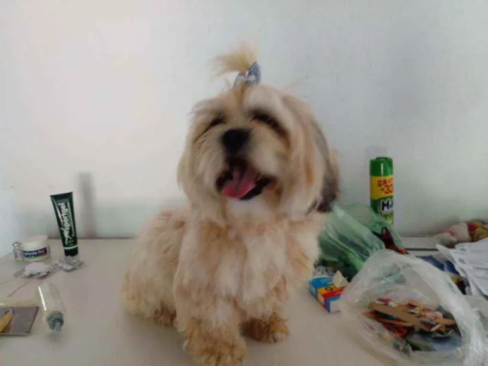 Cachorro ra a Shitzu idade 2 anos nome Alana