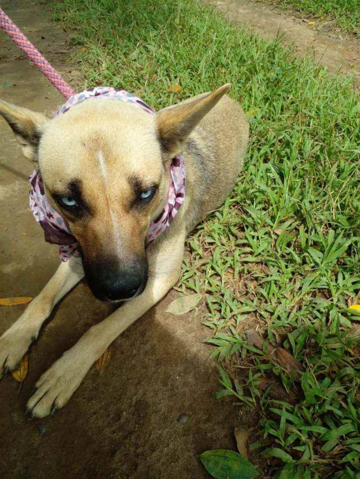 Cachorro ra a Srd idade 1 ano nome Laila