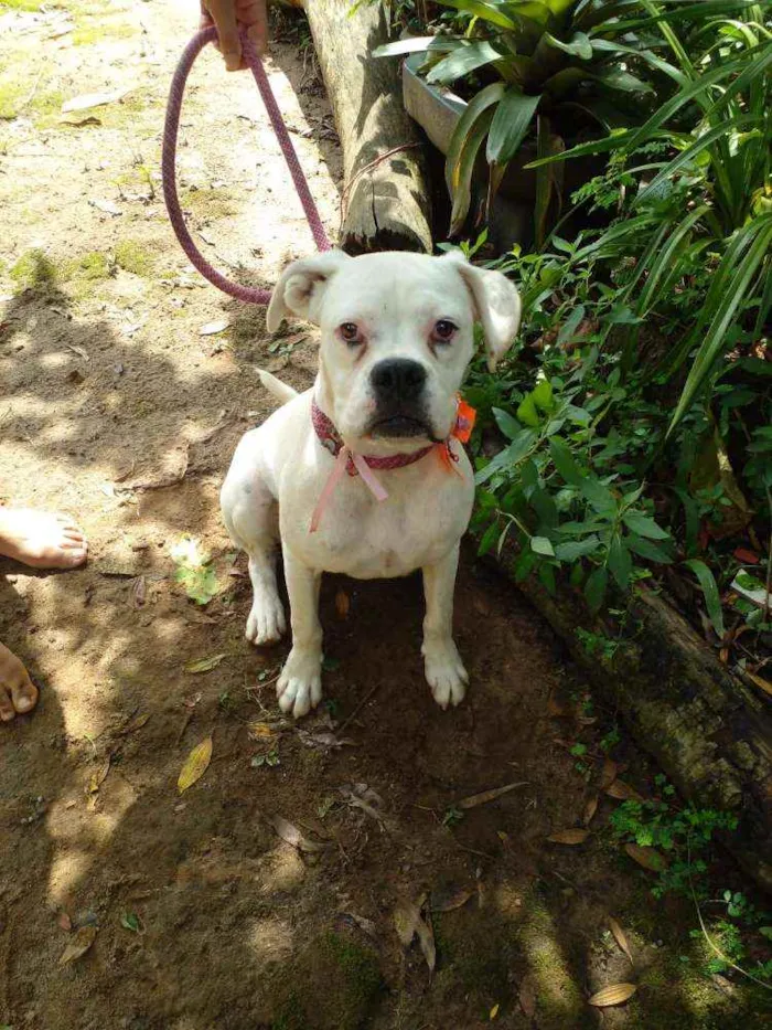 Cachorro ra a Boxer  idade 1 ano nome Frida