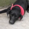 Cachorro raça SRD  idade 2 anos nome Begônia 