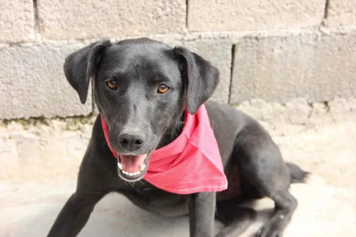 Cachorro raça SRD  idade 2 anos nome Begônia 