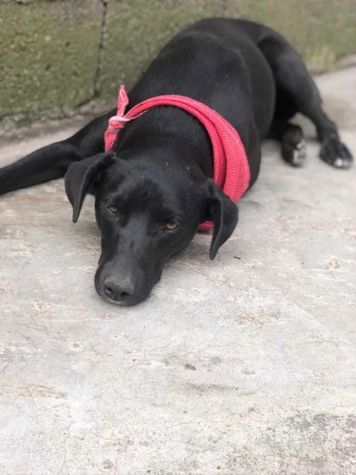 Cachorro raça SRD  idade 2 anos nome Begônia 