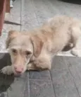 Cachorro raça SRD  idade 1 ano nome Mel