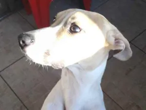 Cachorro raça Pitbull com viralata idade 7 a 11 meses nome Zeus