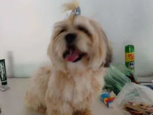 Cachorro raça Shitzu idade 2 anos nome Alana