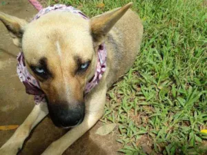 Cachorro raça Srd idade 1 ano nome Laila