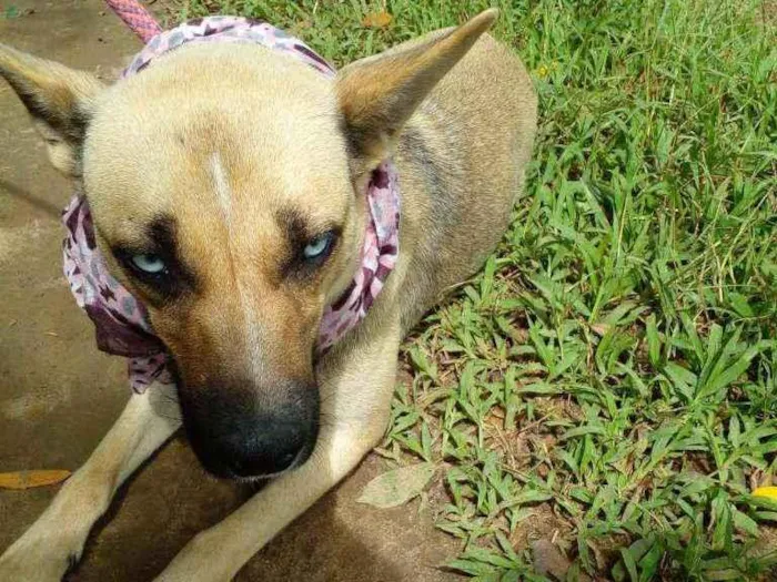 Cachorro ra a Srd idade 1 ano nome Laila