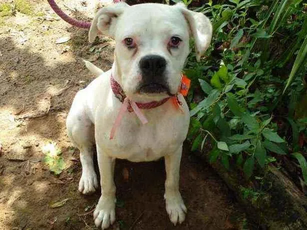 Cachorro ra a Boxer  idade 1 ano nome Frida