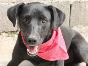 Cachorro raça SRD  idade 2 anos nome Begônia 