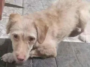 Cachorro raça SRD  idade 1 ano nome Mel