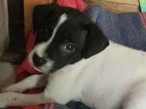 Cachorro raça Srd idade 2 a 6 meses nome Peppa