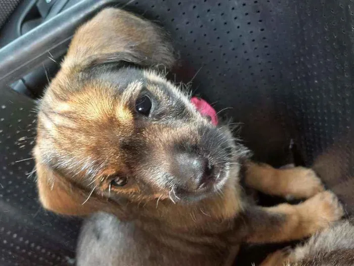 Cachorro ra a Vira lata idade 2 a 6 meses nome Paçoca