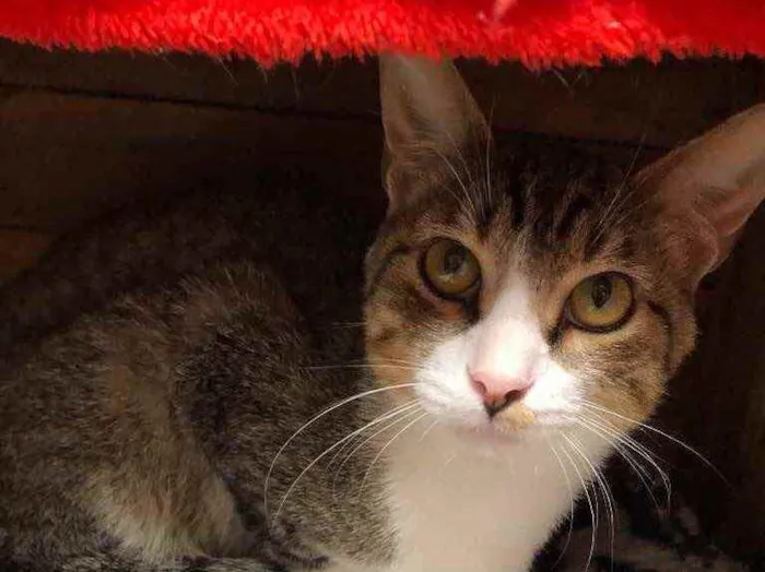 Gato raça srd idade 1 ano nome Chico