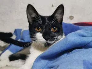 Gato raça Sem Raça Definida idade 2 a 6 meses nome FRAJOLA Castrado