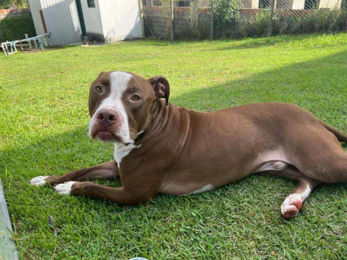 Cachorro raça Pit Bull idade 1 ano nome Pit Bull