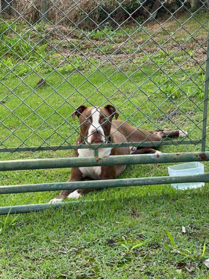 Cachorro raça Pit Bull idade 1 ano nome Pit Bull