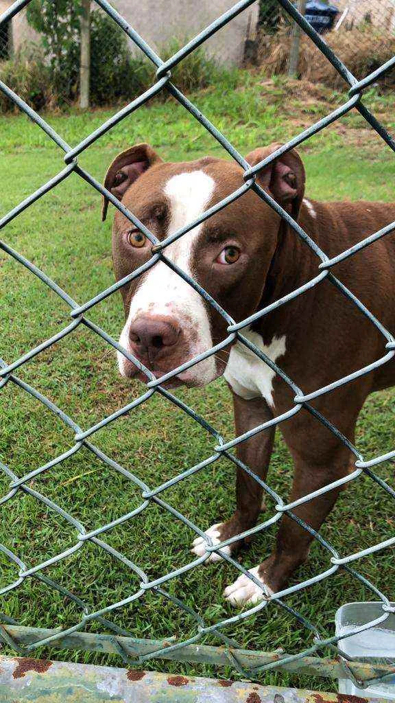 Cachorro raça Pit Bull idade 1 ano nome Pit Bull
