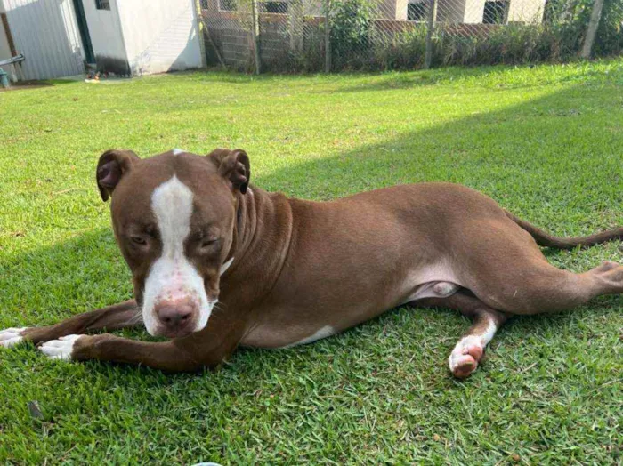 Cachorro raça Pit Bull idade 1 ano nome Pit Bull