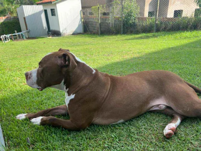 Cachorro raça Pit Bull idade 1 ano nome Pit Bull