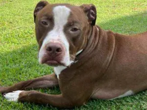 Cachorro raça Pit Bull idade 1 ano nome Pit Bull