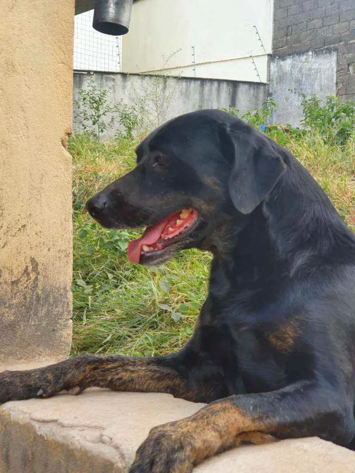 Cachorro raça  labrador com rottweiler idade 3 anos nome Biscoito