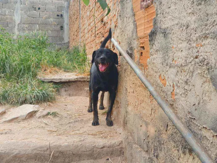 Cachorro raça  labrador com rottweiler idade 3 anos nome Biscoito