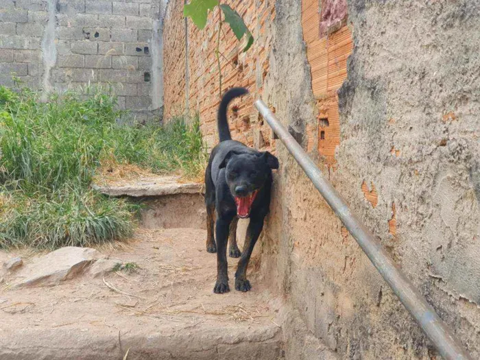 Cachorro raça  labrador com rottweiler idade 3 anos nome Biscoito