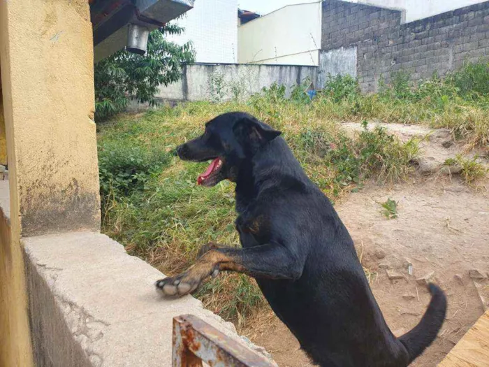 Cachorro raça  labrador com rottweiler idade 3 anos nome Biscoito