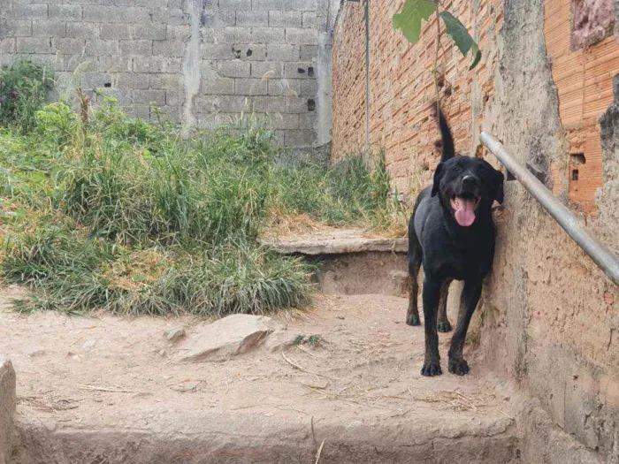 Cachorro raça  labrador com rottweiler idade 3 anos nome Biscoito